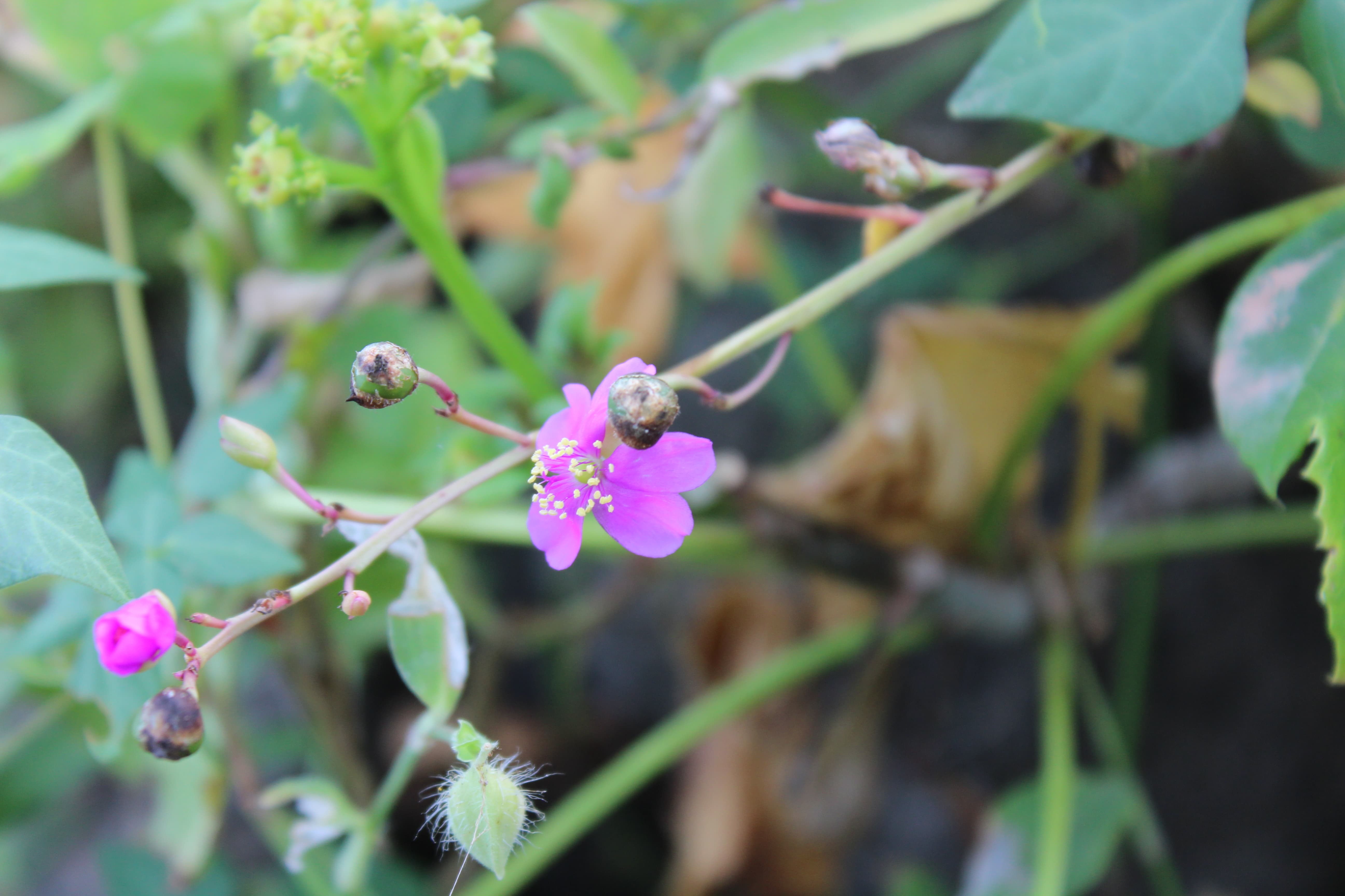 Plant Image
